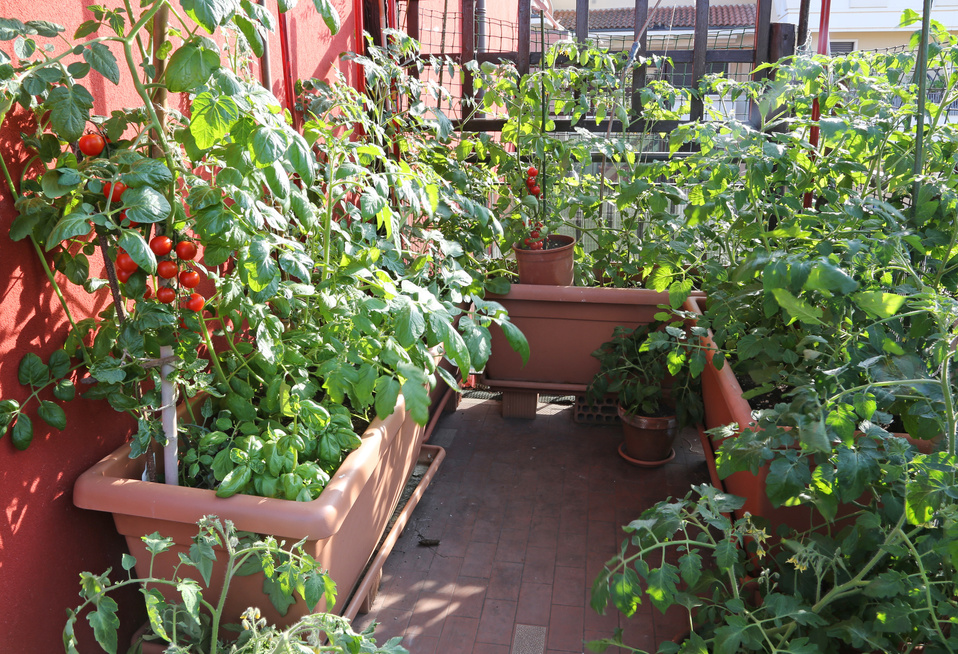 Garden balcony with tomato plants