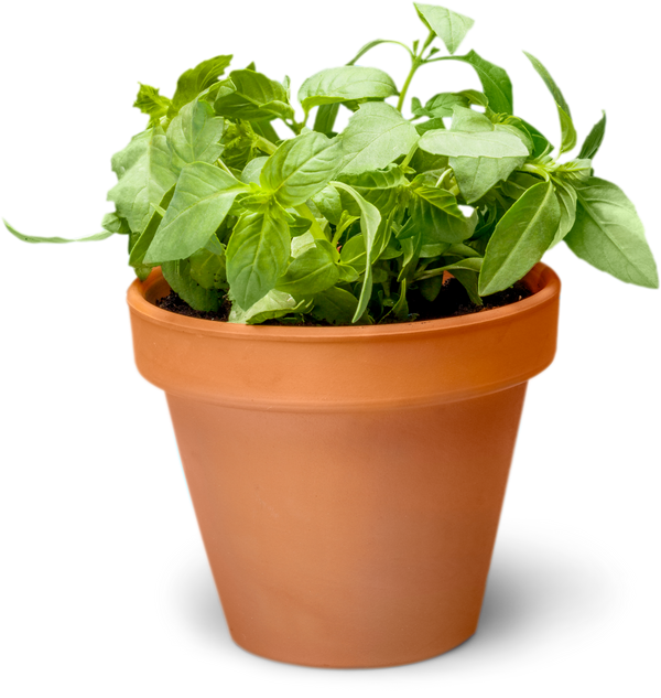 Basil Plant in Terracotta Pot