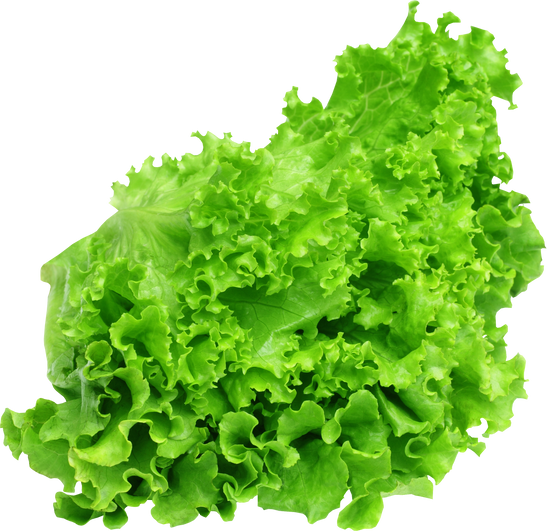 Fresh Lettuce Vegetable