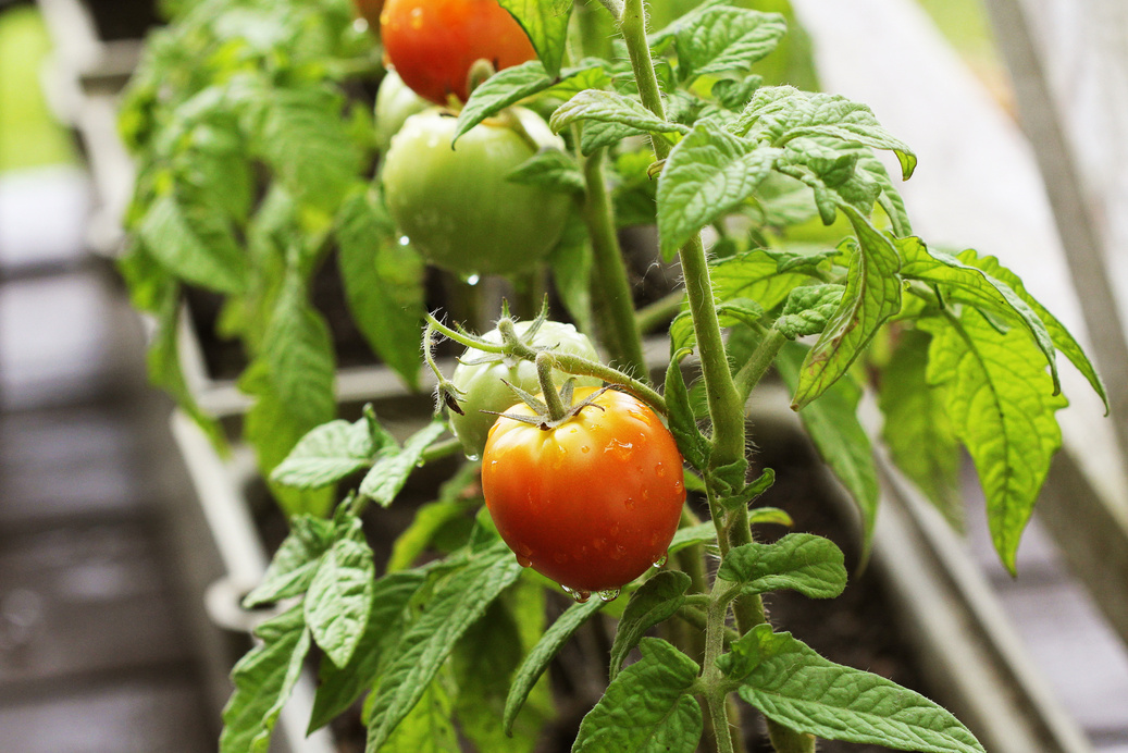 Container Vegetables Gardening. Vegetable Garden on a Terrace. Herbs, Tomatoes Growing in Container