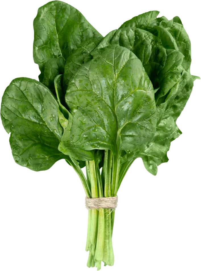 Young Spinach Leaves Tied with Twine - Isolated