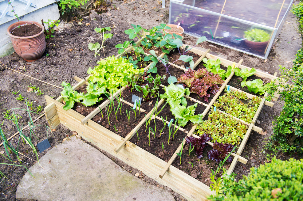 Vegetable Garden Herbs 