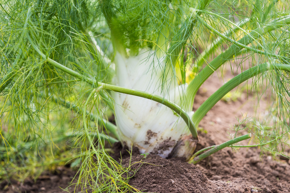 fennel