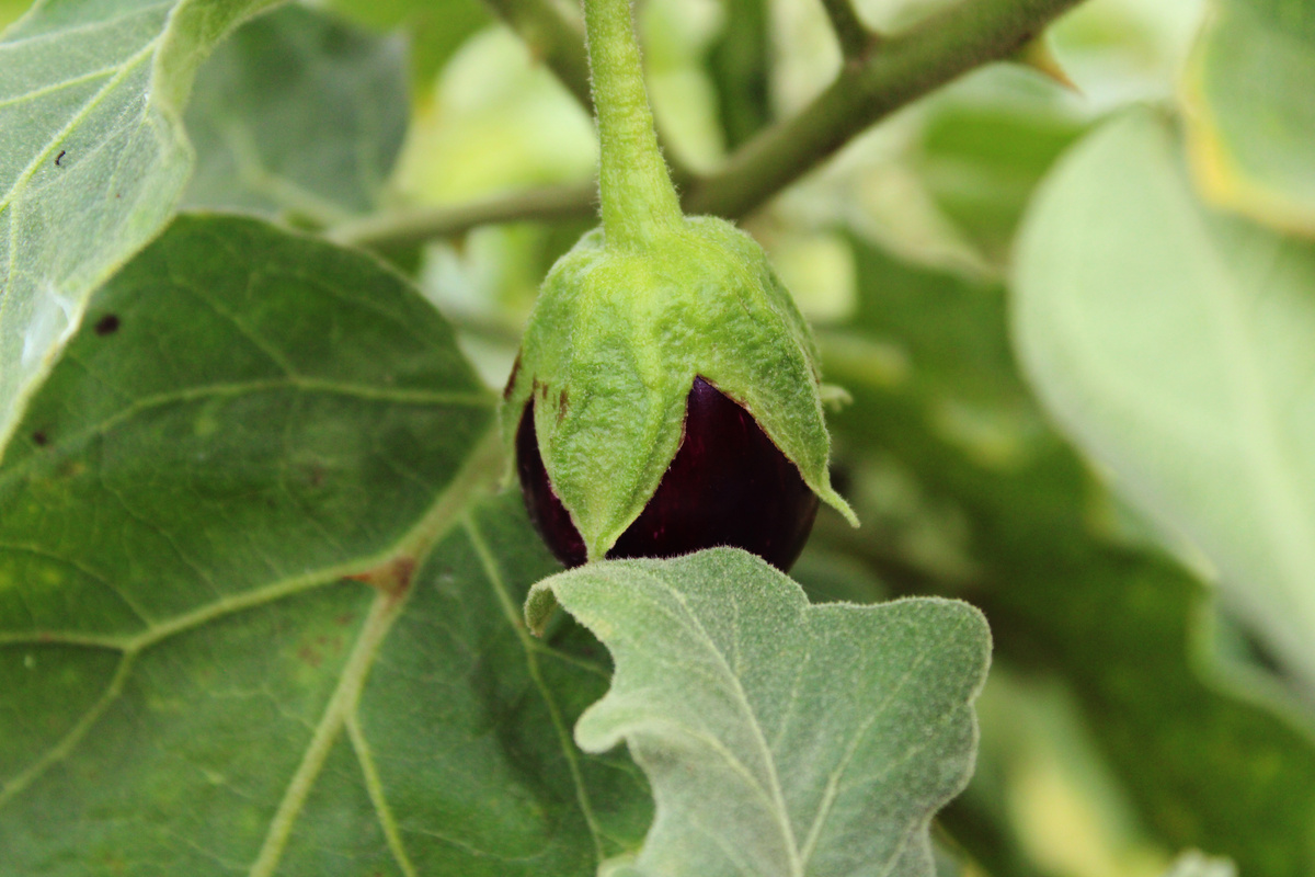 The Young Eggplant