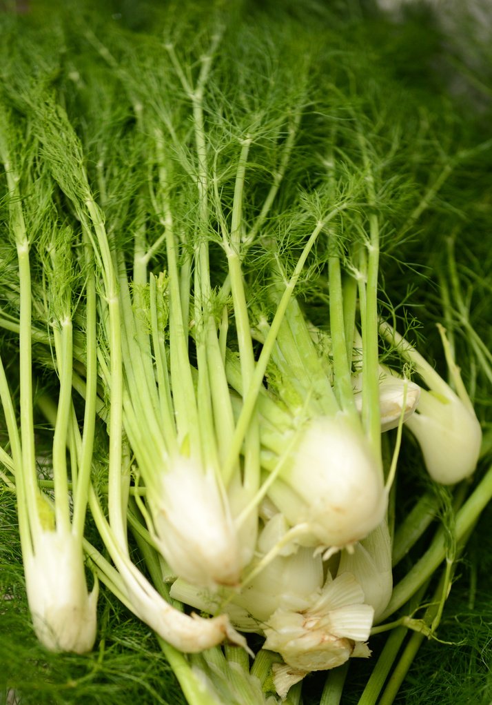 raw fennel plant